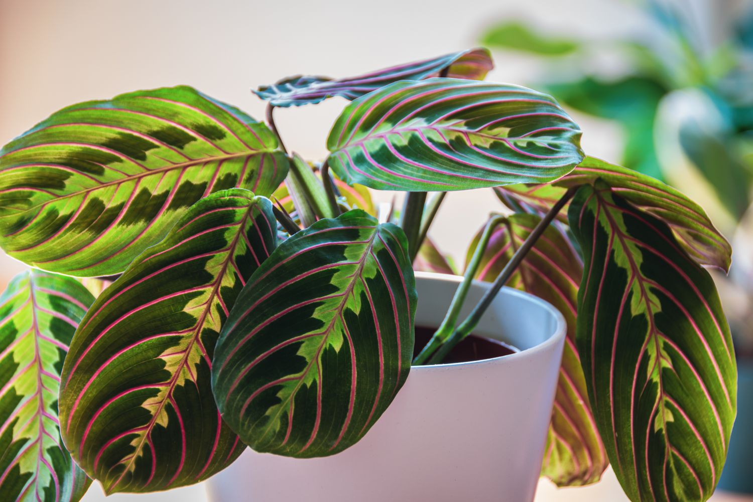 Maranta Leuconeura Plant Seeds