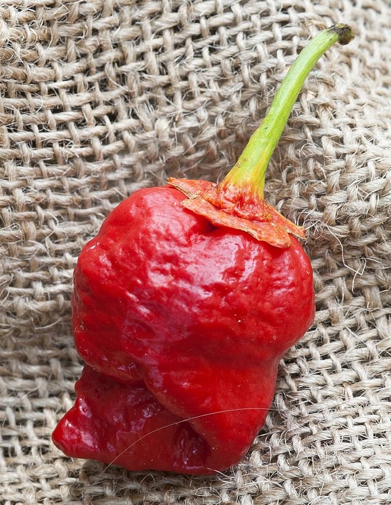 Premium 7 Pot Red Pepper Seeds – Super Hot Organic Chili - Dharaseeds