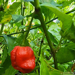 Premium 7 Pot Red Pepper Seeds – Super Hot Organic Chili - Dharaseeds