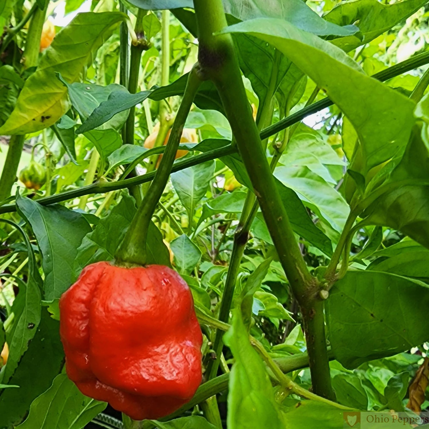 Premium 7 Pot Red Pepper Seeds – Super Hot Organic Chili - Dharaseeds