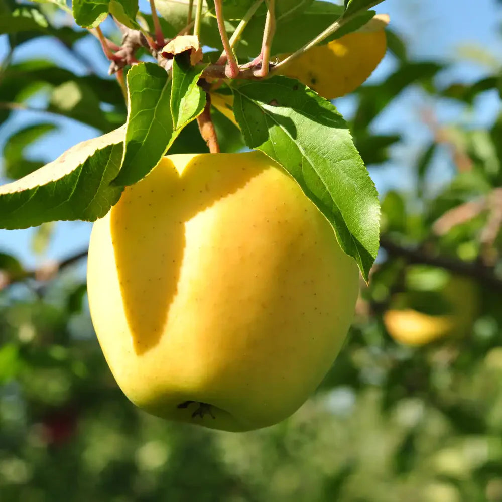 Premium apple seeds for home gardening and orchard planting
