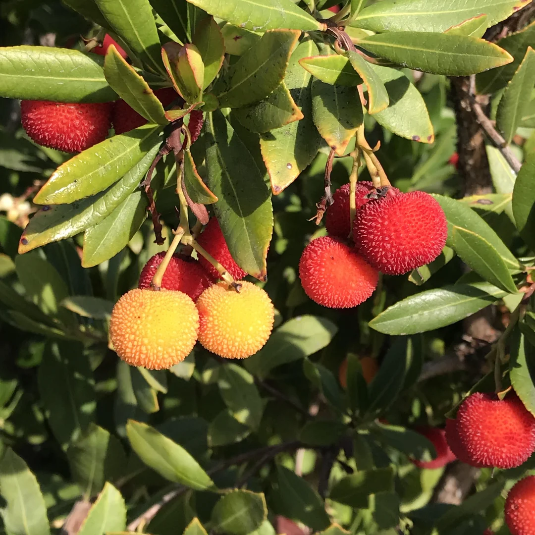 Premium Arbutus fruit seeds for home garden planting