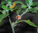 Premium Ashwagandha seeds with high germination rates