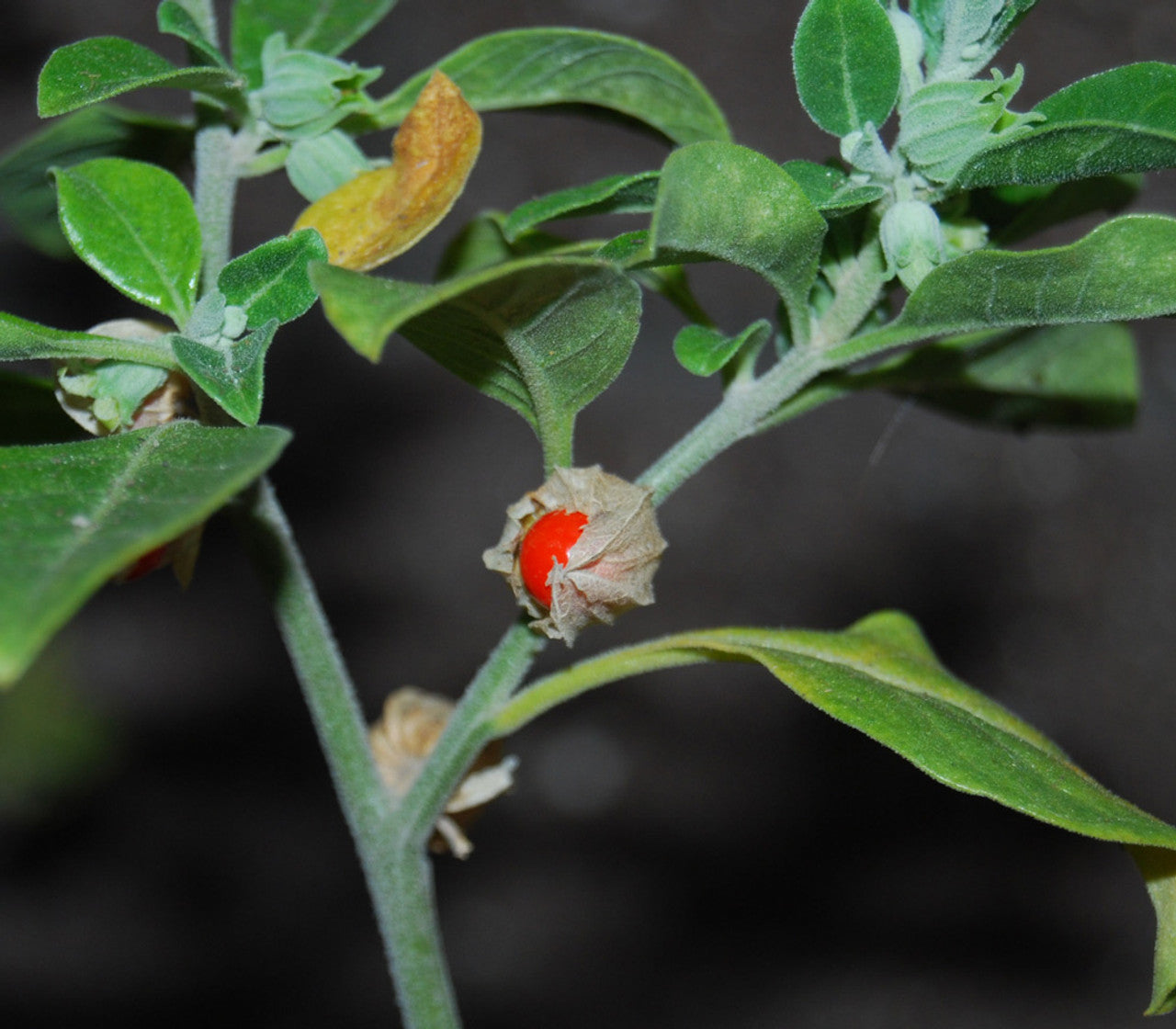 Premium Ashwagandha seeds with high germination rates