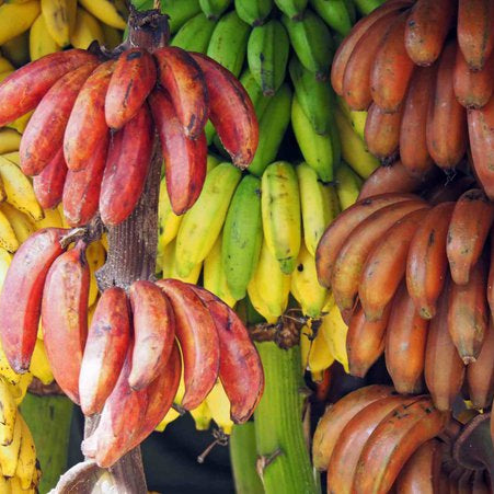 Premium Banana Fruit Seeds for Planting in Home Garden