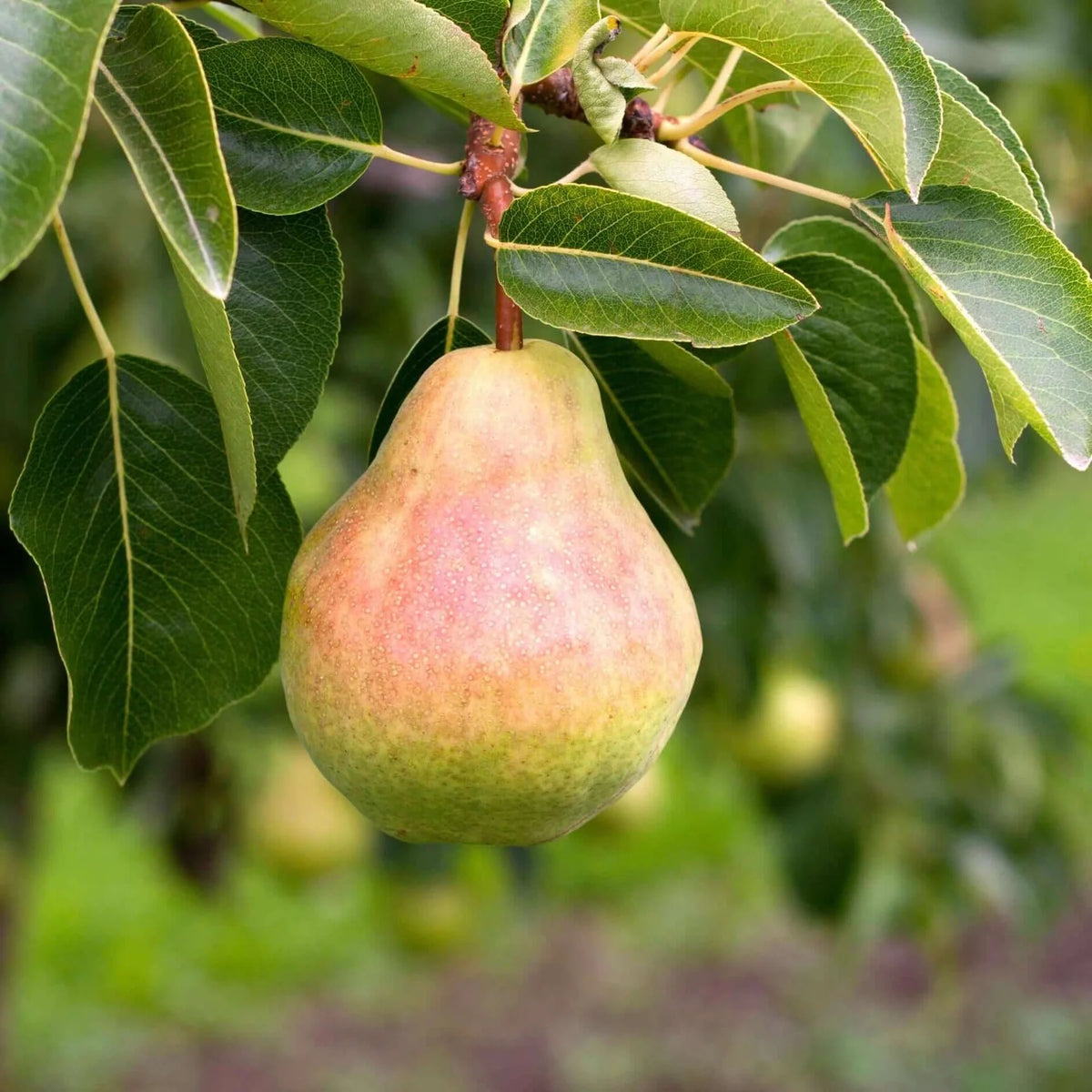 Premium Bartlett pear seeds with planting and germination guide
