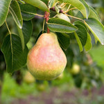 Premium Bartlett pear seeds with planting and germination guide
