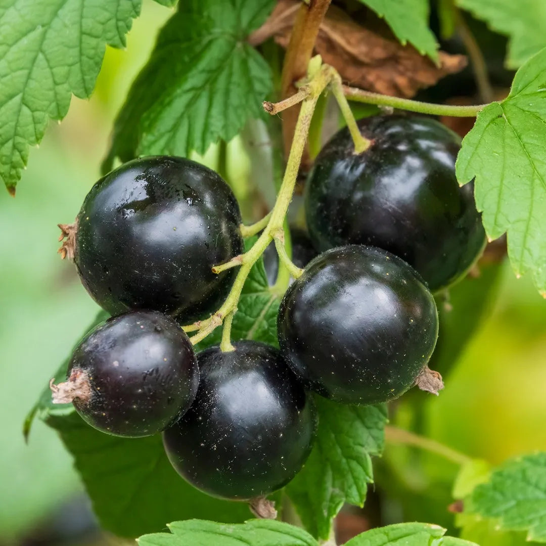 Premium black currant seeds non GMO high yield plant variety