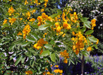 Premium Bladder Senna seeds for planting in full sun gardens