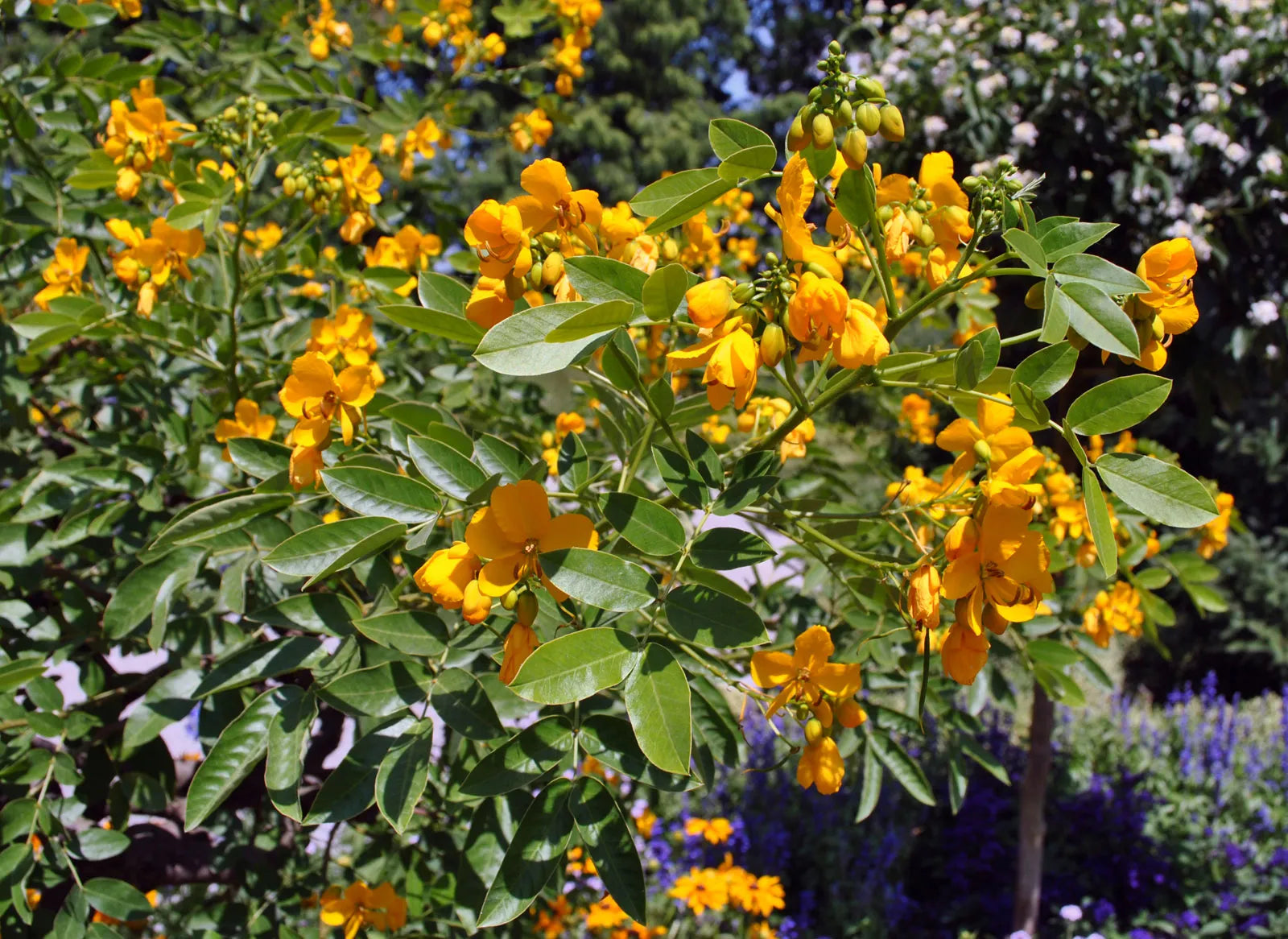 Premium Bladder Senna seeds for planting in full sun gardens
