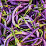 Premium Buena Mulata Pepper Seeds – Biologically Grown Heirloom - Dharaseeds