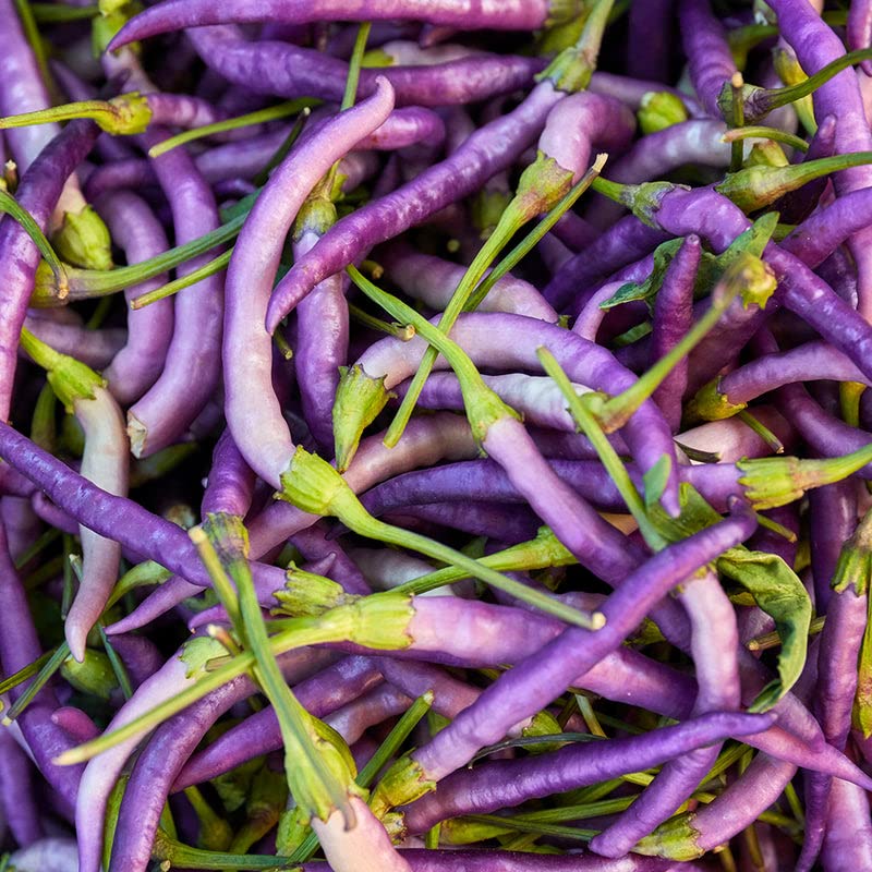 Premium Buena Mulata Pepper Seeds – Biologically Grown Heirloom - Dharaseeds
