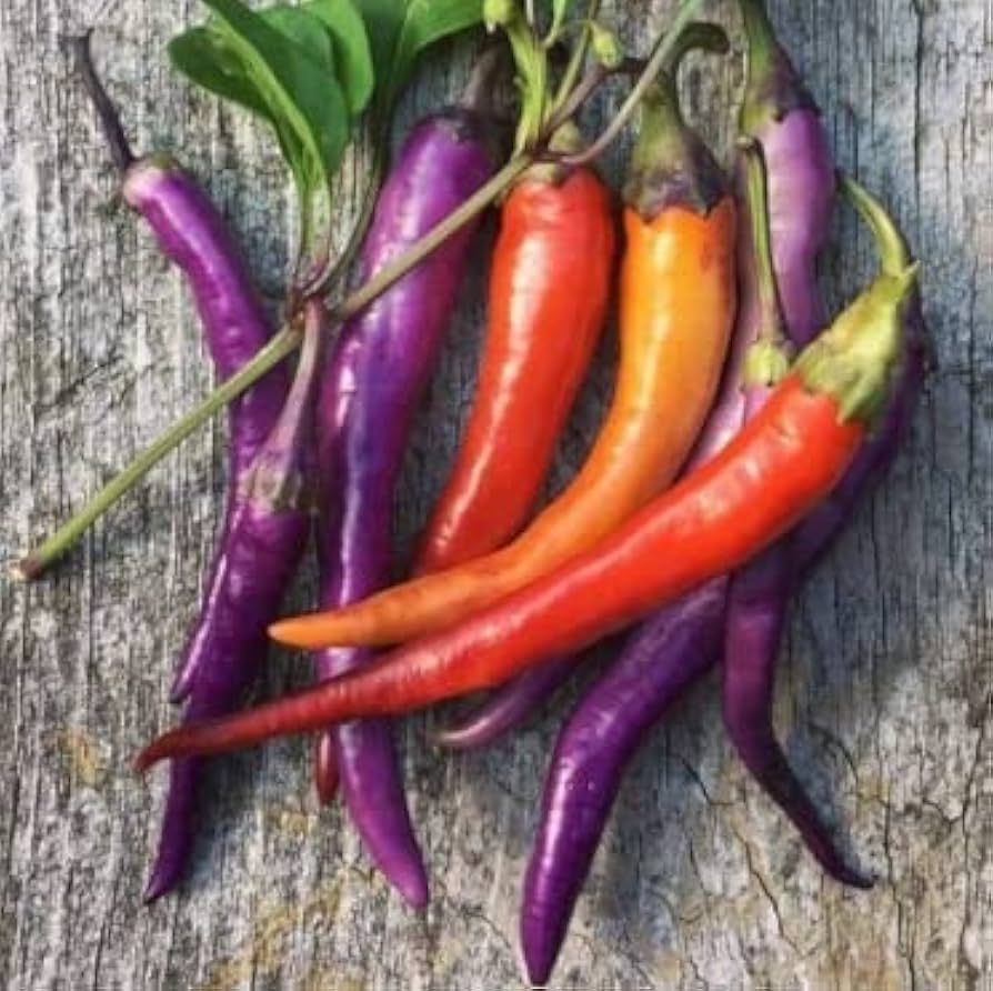 Premium Buena Mulata Pepper Seeds – Biologically Grown Heirloom - Dharaseeds