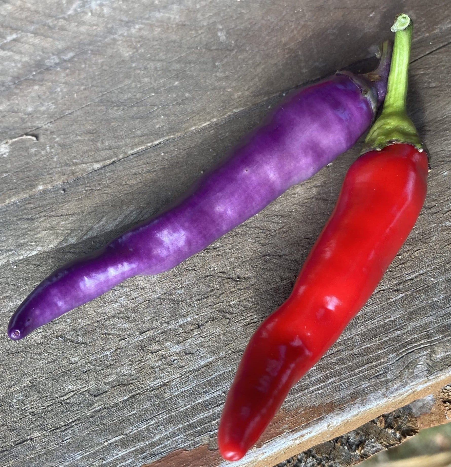 Premium Buena Mulata Pepper Seeds – Biologically Grown Heirloom - Dharaseeds