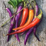 Premium Buena Mulata Pepper Seeds – Biologically Grown Heirloom - Dharaseeds