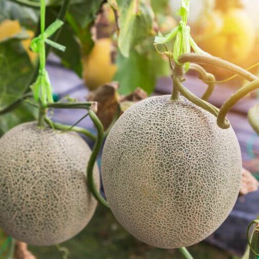 Premium Cantaloupe Seeds for Planting in Home Gardens