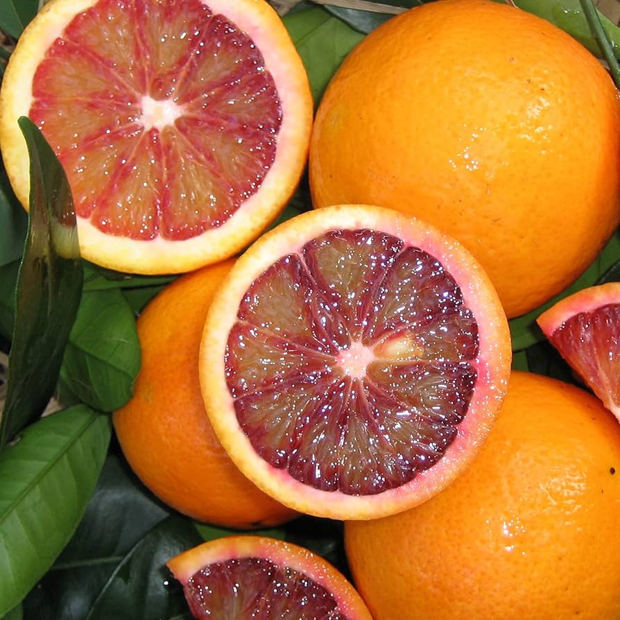 Premium citrus Blood Orange seeds for home garden use