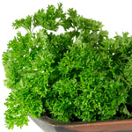 Premium curled herb seeds with high germination rates