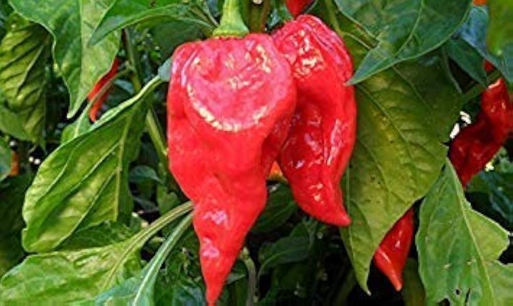 Premium Fatalii Red Pepper Seeds – Organic Hot Chili Heirloom - Dharaseeds