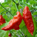 Premium Fatalii Red Pepper Seeds – Organic Hot Chili Heirloom - Dharaseeds