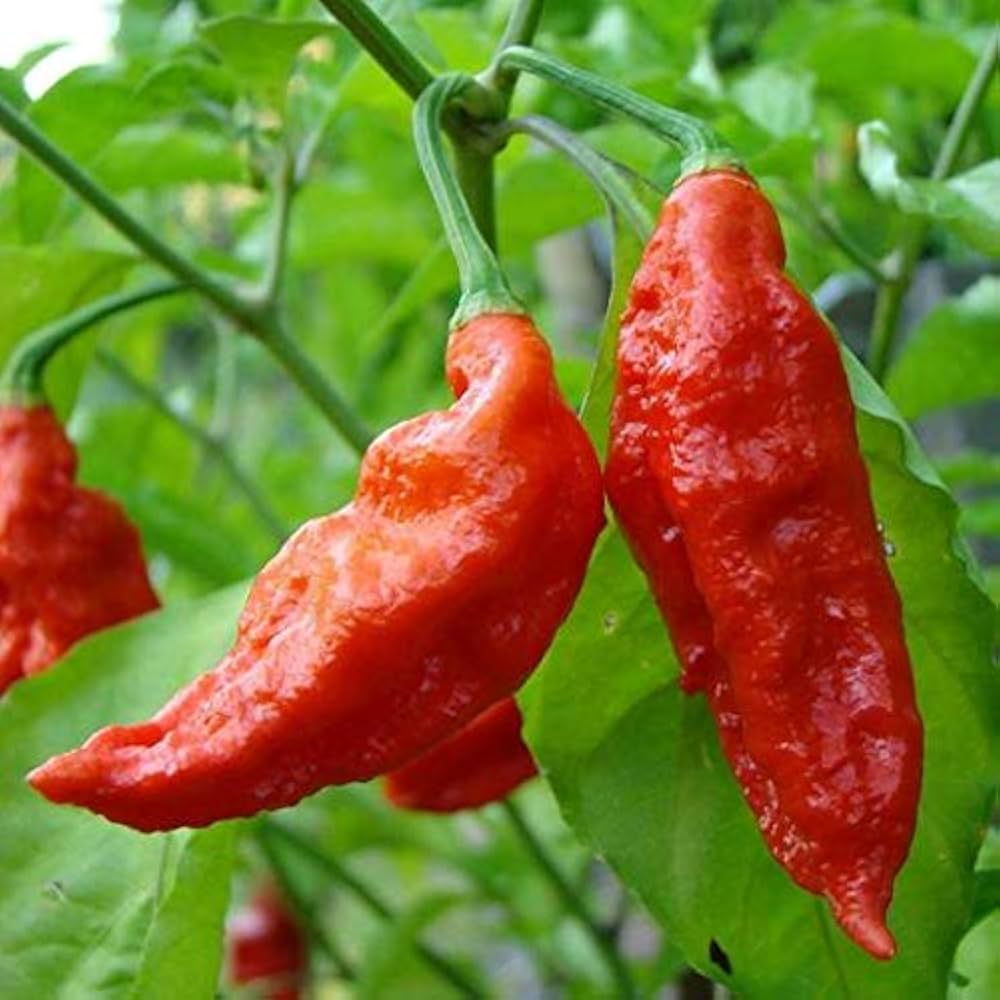 Premium Fatalii Red Pepper Seeds – Organic Hot Chili Heirloom - Dharaseeds