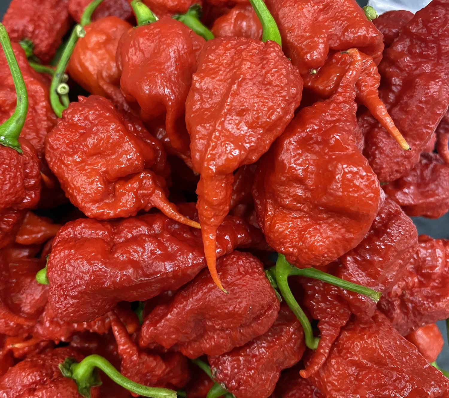 Premium Fatalii Red Pepper Seeds – Organic Hot Chili Heirloom - Dharaseeds