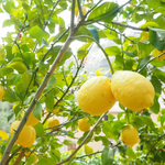 Premium Non-GMO heirloom Genoa lemon seeds for planting