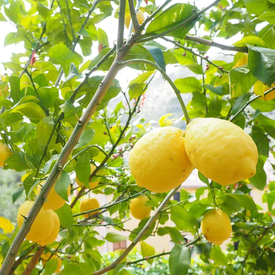 Premium Non-GMO heirloom Genoa lemon seeds for planting