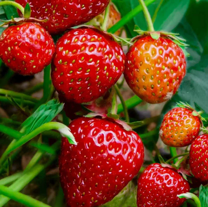 Premium giant strawberry seeds for planting outdoors