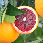 Premium Grape Fruit Seeds for Planting in Home Gardens