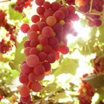 Premium grape seeds for planting in outdoor gardens