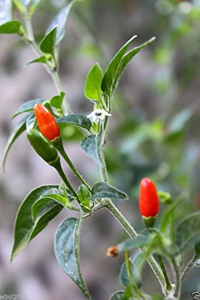 Premium Heirloom Pequin Hot Pepper seeds – small but mighty chili variety - Dharaseeds