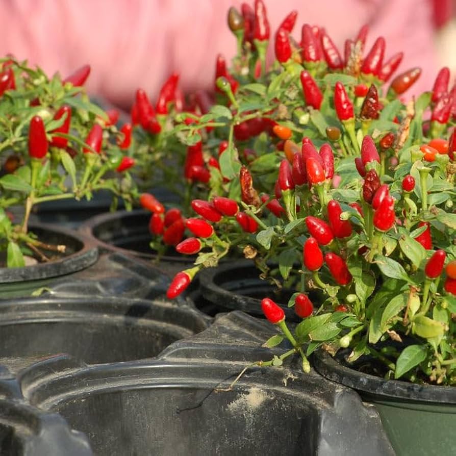 Premium Heirloom Pequin Hot Pepper seeds – small but mighty chili variety - Dharaseeds