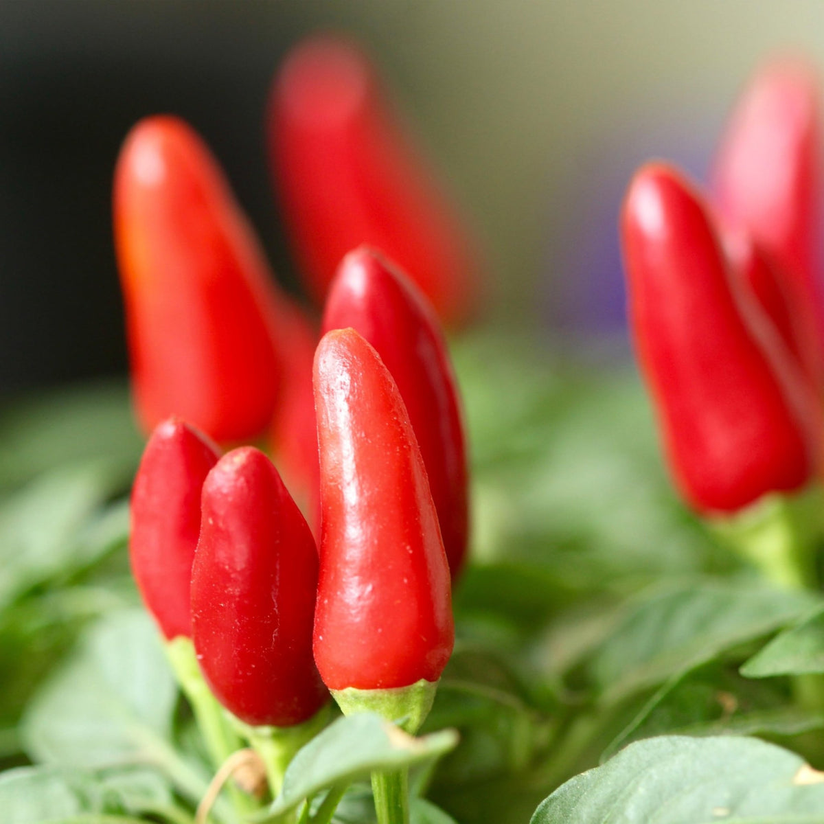 Premium Heirloom Pequin Hot Pepper seeds – small but mighty chili variety - Dharaseeds