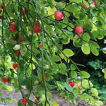 Premium perennial huckleberry seeds for backyard gardeners