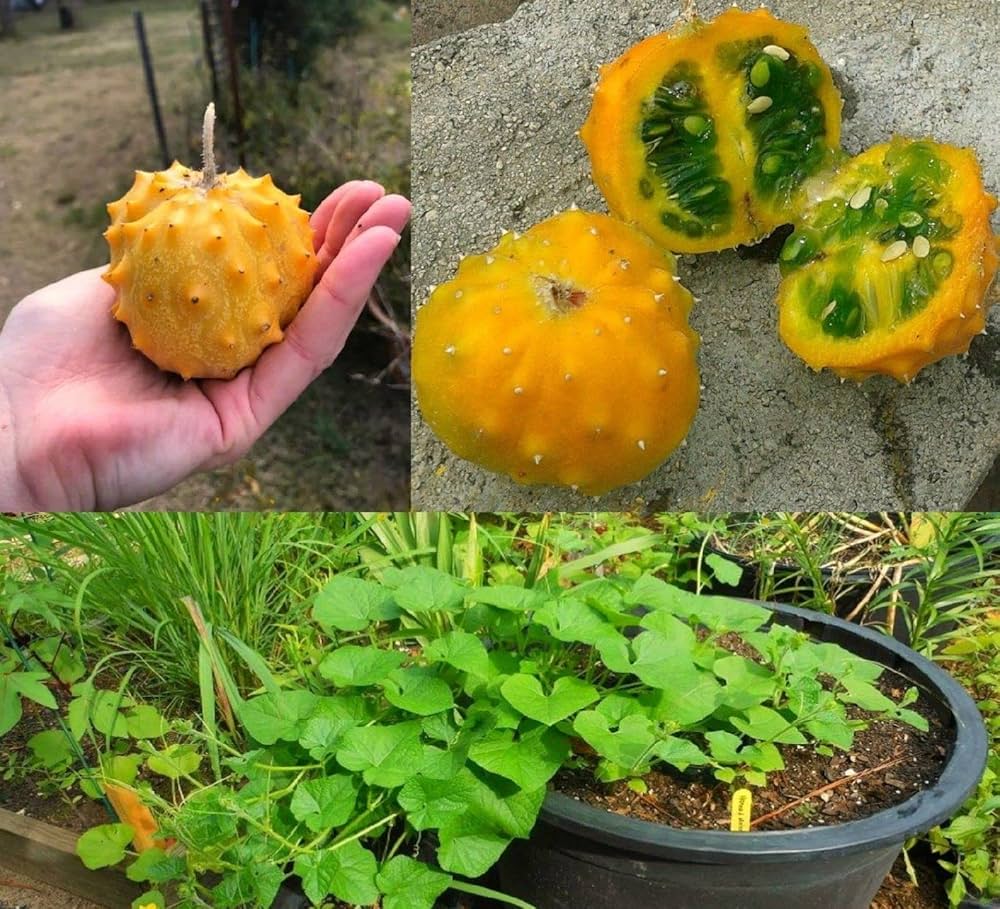 Premium Kiwano seeds for vigorous climbing vine plants