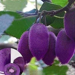 Premium Kiwi seeds Purple Heart variety for gardeners
