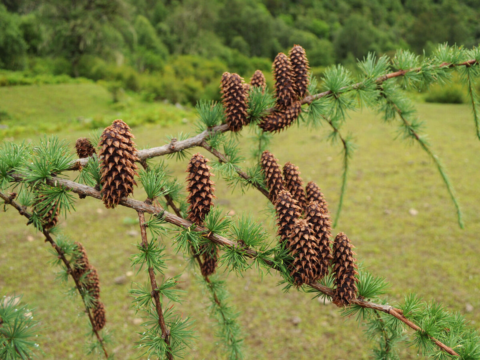 Premium high-germination larch tree seeds for landscape planting