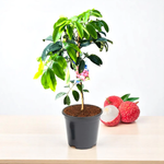 Premium Leeche plant seeds for home gardening