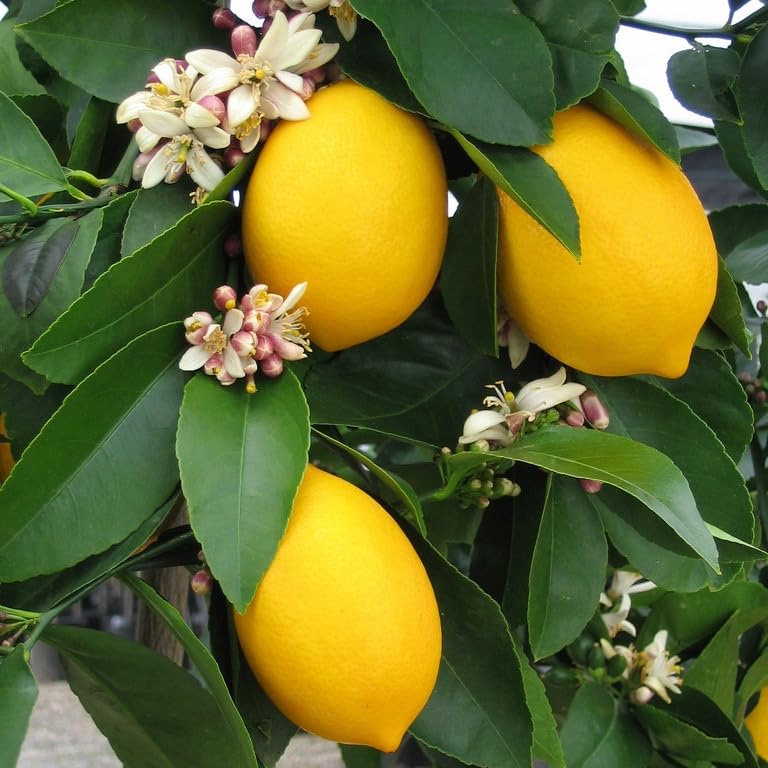 Premium Lemon Tree Seeds for Home Garden Cultivation