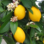 Premium Lemon Tree Seeds for Home Garden Cultivation