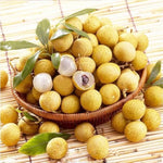 Premium Longan Seeds for Warm Climates
