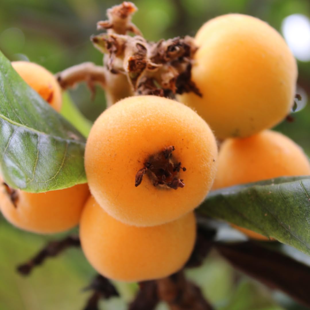 Premium Loquat seeds for home garden growers