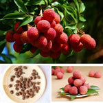 Premium Lychee Seeds for Planting in Warm Climates