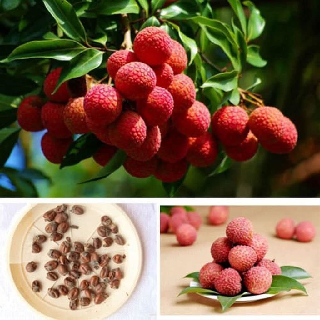 Premium Lychee Seeds for Planting in Warm Climates