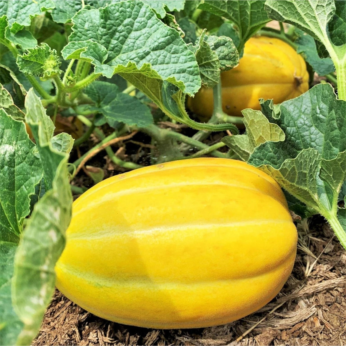 Premium melon seeds for gardening and warm season planting