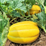 Premium melon seeds for gardening and warm season planting