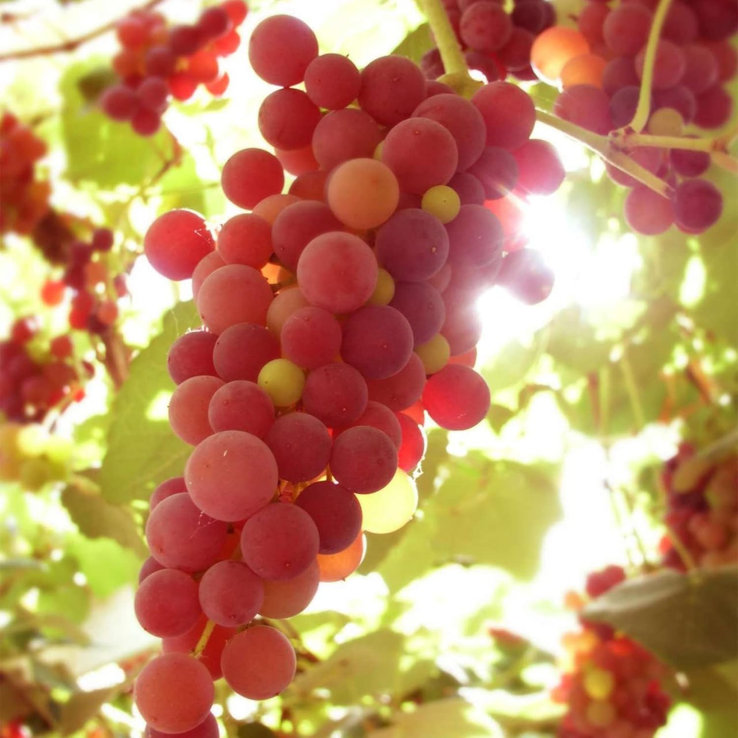 Premium miniature grape seeds for home garden planting
