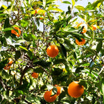 Premium orange tree seeds light yellow citrus variety