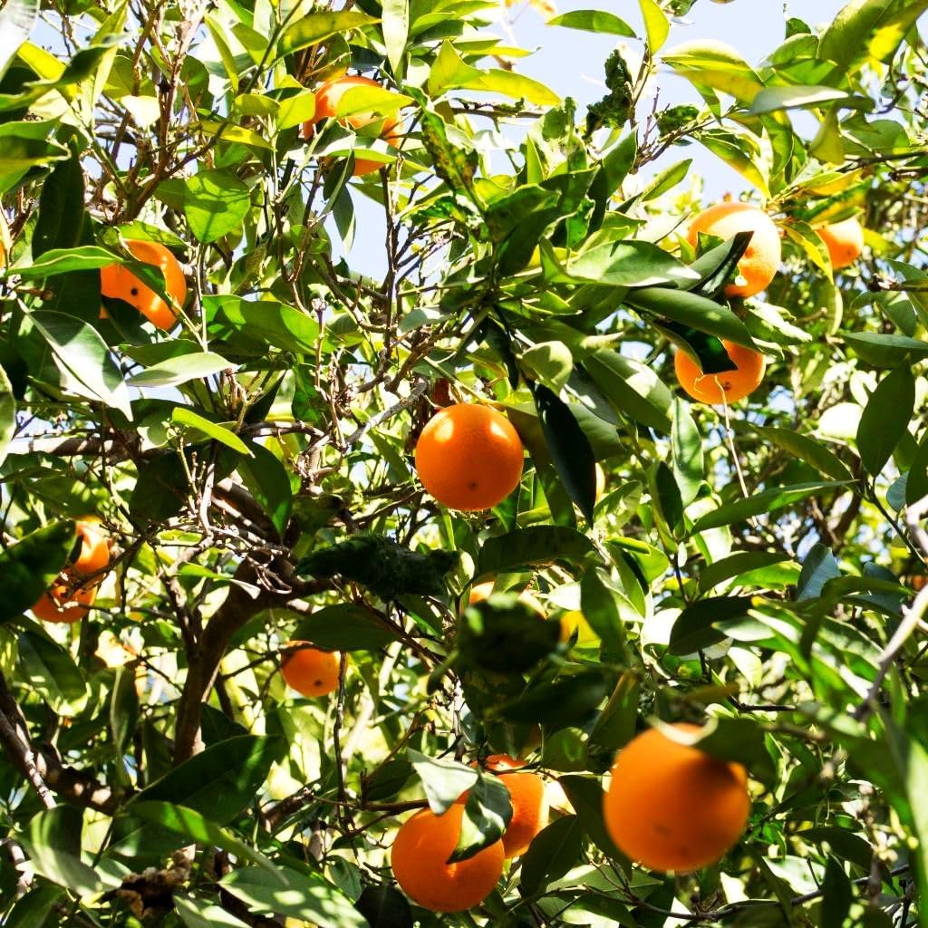Premium orange tree seeds light yellow citrus variety